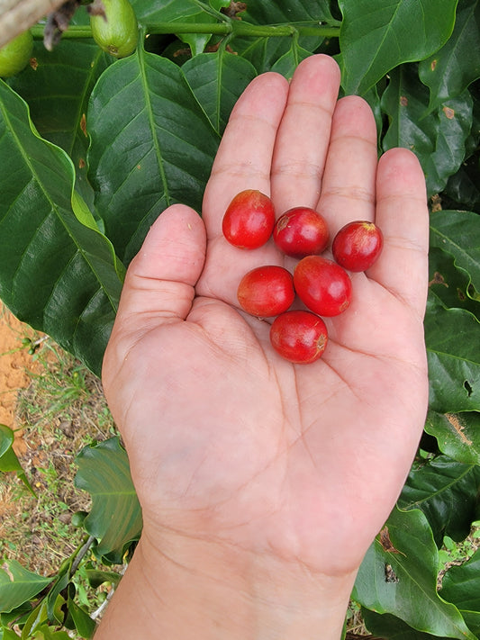 Recolección de café en Puerto Rico